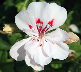 Image showing White Begonia