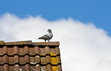 Image showing Pigeon 
