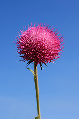 Image showing Thistle Bloom