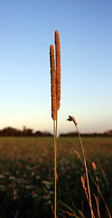 Image showing Blade Of Grass