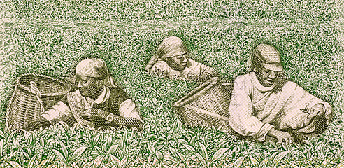 Image showing Farmers picking tea