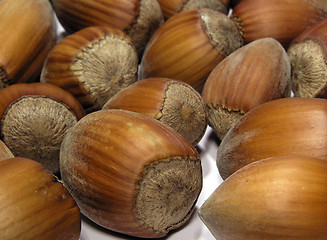 Image showing hazelnut