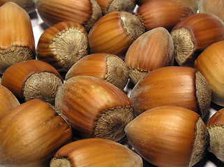 Image showing hazelnut