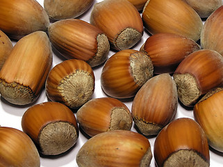 Image showing hazelnut