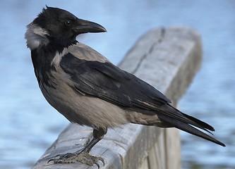 Image showing Hooded Crow.