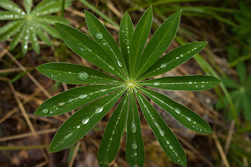 Image showing Leafs after rain