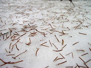 Image showing Needles on Snow