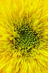 Image showing Sunflower