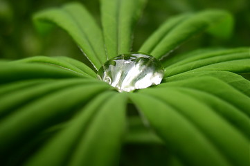 Image showing A Drop of Water