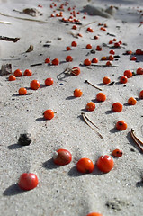 Image showing Berries on the Sand