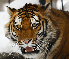 Image showing Tiger portrait