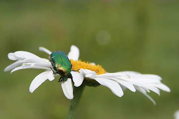 Image showing A Bug on a Flower