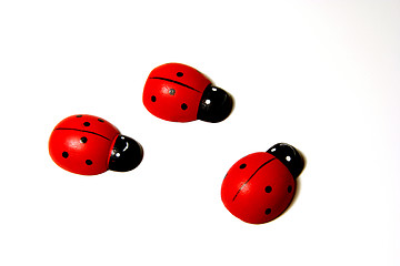 Image showing Ladybirds