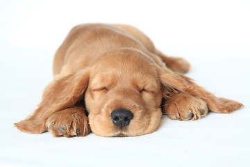 Image showing English cocker spaniel baby dog