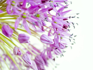 Image showing Allium Giganteum