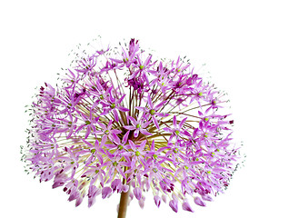 Image showing Allium Giganteum