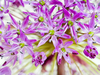 Image showing Allium Giganteum