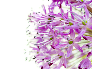 Image showing Allium Giganteum