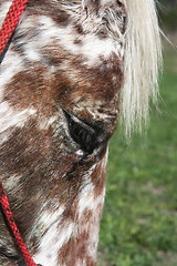 Image showing horse eye