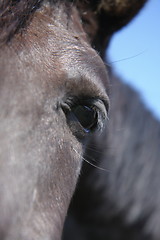 Image showing horse eye