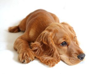 Image showing English Cocker Spaniel Baby Dog