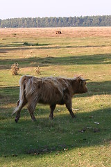 Image showing highlandcattle