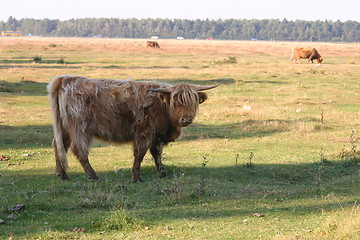 Image showing highlandcattle