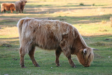 Image showing highlandcattle