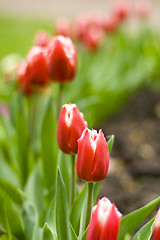 Image showing tulips