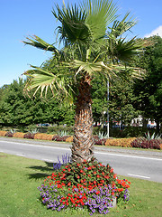 Image showing palm with flowers