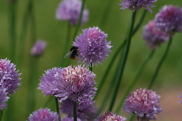 Image showing Bee chasing