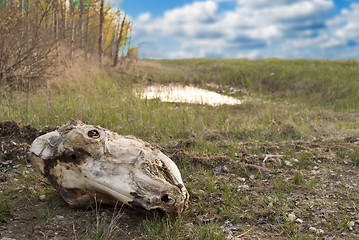 Image showing Skull