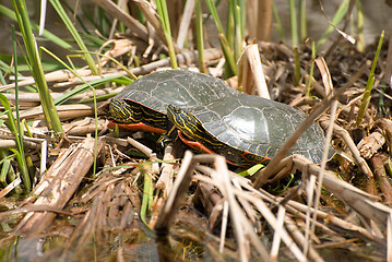 Image showing Two Turtles