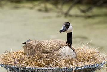 Image showing Canada Goose