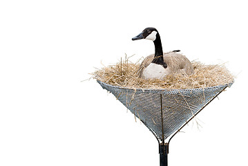 Image showing Isolated Canada Goose