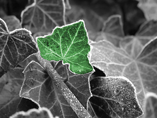 Image showing green leaf