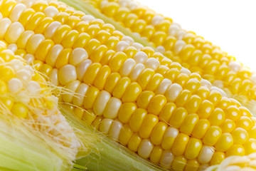 Image showing Fresh corn