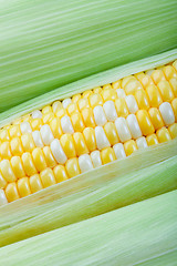 Image showing Corn Closeup