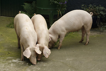 Image showing Hogs