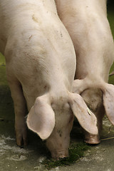 Image showing Hogs