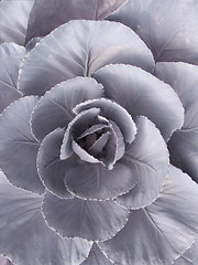 Image showing Red Cabbage