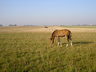 Image showing horse that grazing