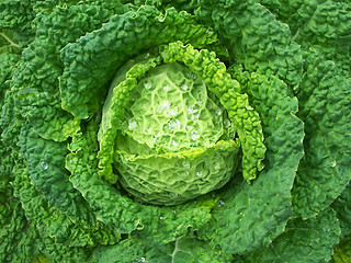 Image showing Savoy Cabbage