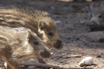 Image showing young boars