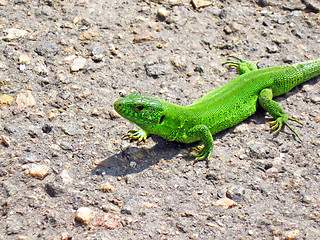 Image showing ßùåðèöà Lizard