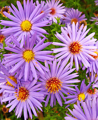 Image showing Öâåòû Flowers