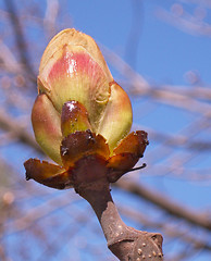 Image showing ïî÷êà íà äåðåâå buds on tree