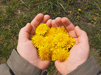 Image showing îäóâàí÷èêè íà ëàäîíÿõ dandelions on palms