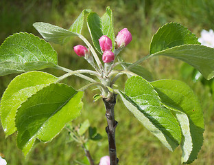 Image showing öâåòû â áóòîíàõ flowerses in buds