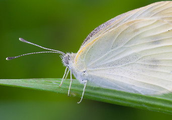 Image showing Butterfly